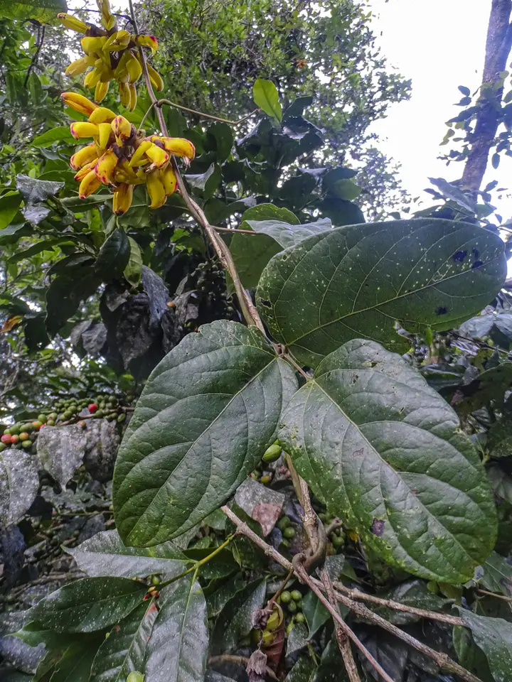 Horseeye Bean (Mucuna sloanei)