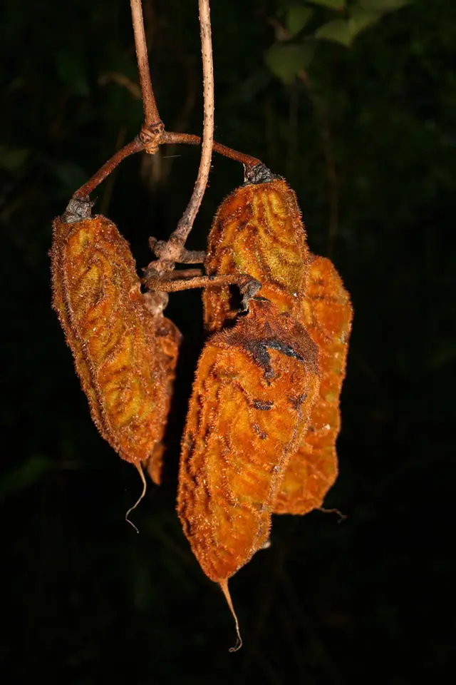 Ox-Eye Bean (Mucuna urens)