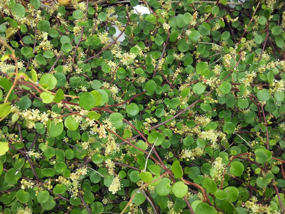 Scrambling Pohuehue (Muehlenbeckia complexa)
