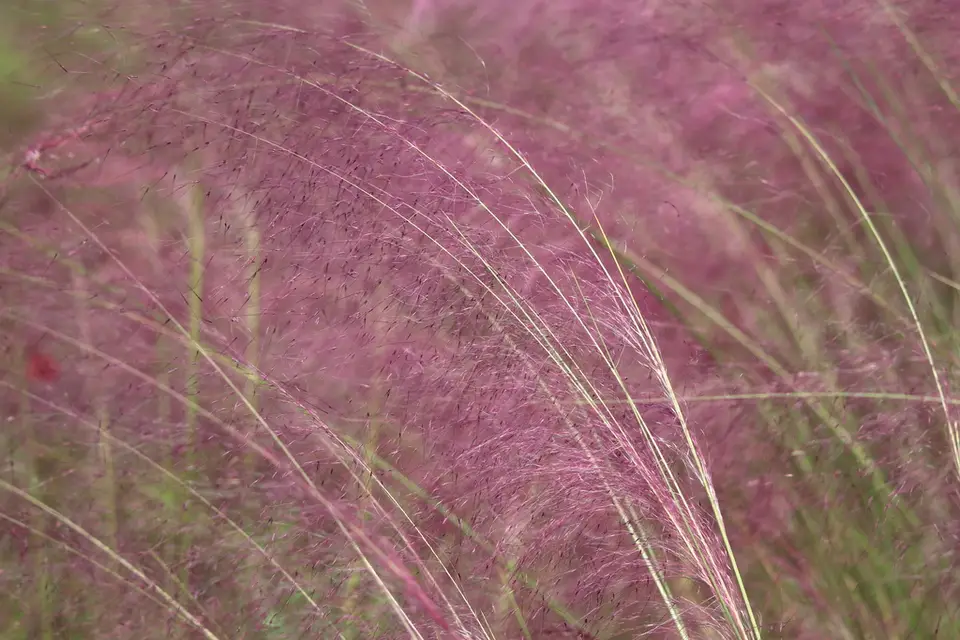 Hairawn Muhly (Muhlenbergia capillaris)