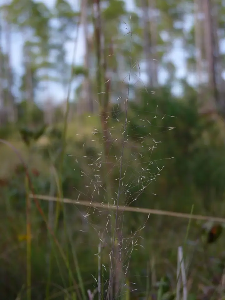 Cutover Muhly (Muhlenbergia expansa)