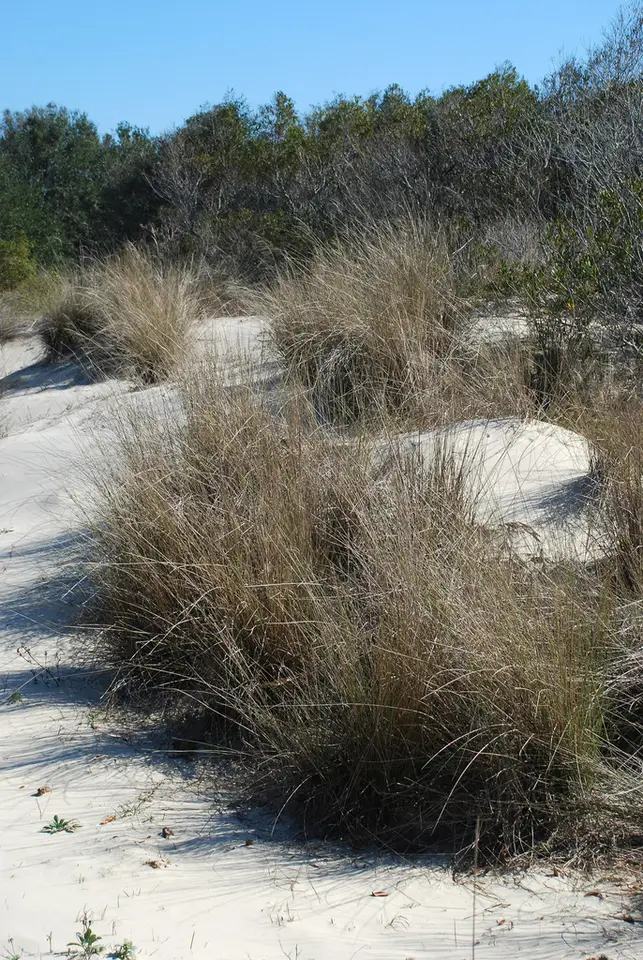 Gulf Muhly (Muhlenbergia sericea)