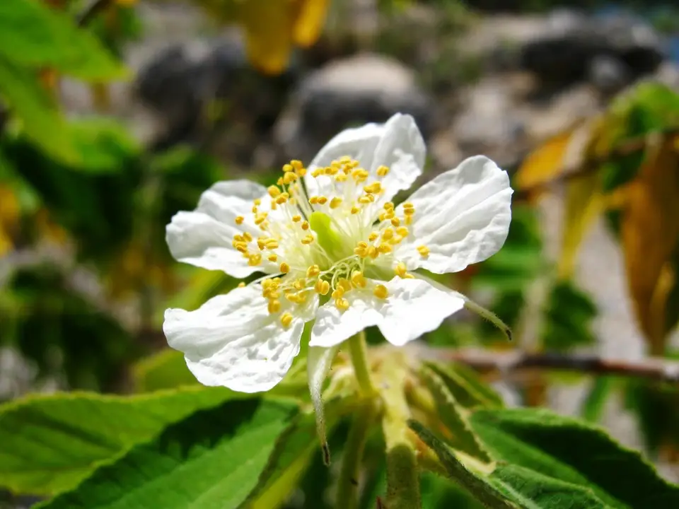 Calabur Tree (Muntingia calabura)