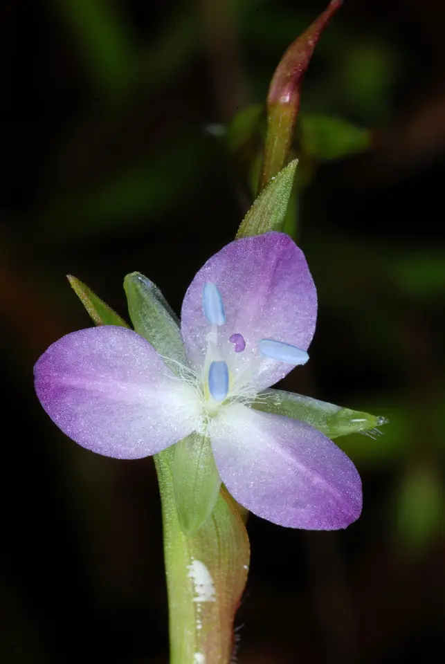 Marsh Dewflower (Murdannia keisak)
