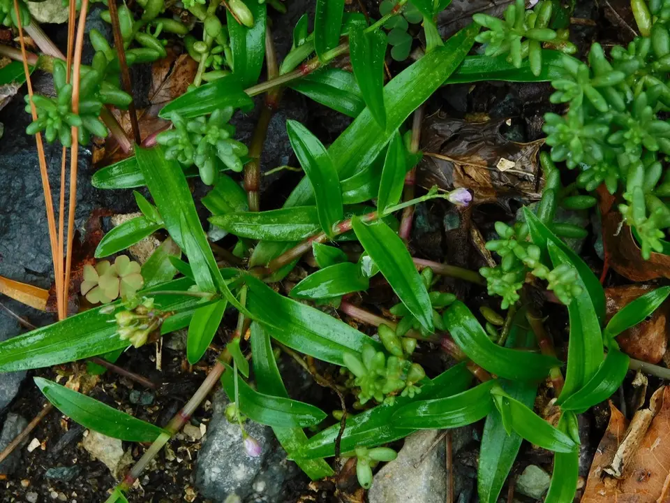 Nakedstem Dewflower (Murdannia nudiflora)