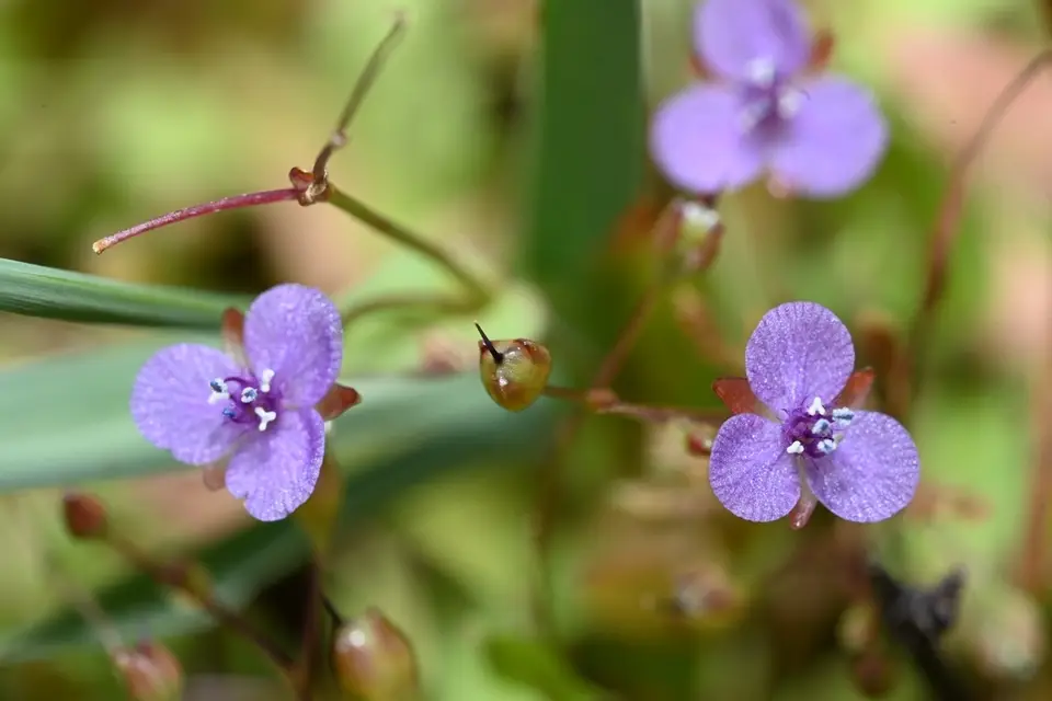 Asiatic Dewflower (Murdannia spirata)