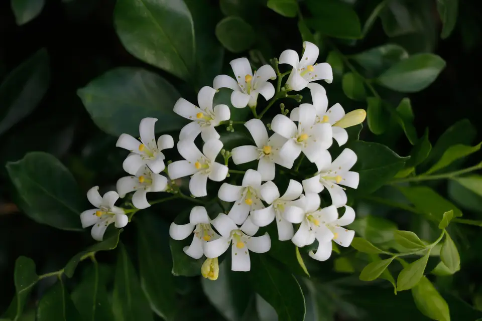 Orange Jasmine (Murraya paniculata)