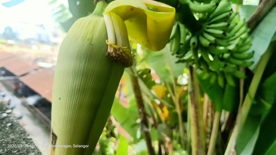 Cavendish Banana (Musa acuminata)