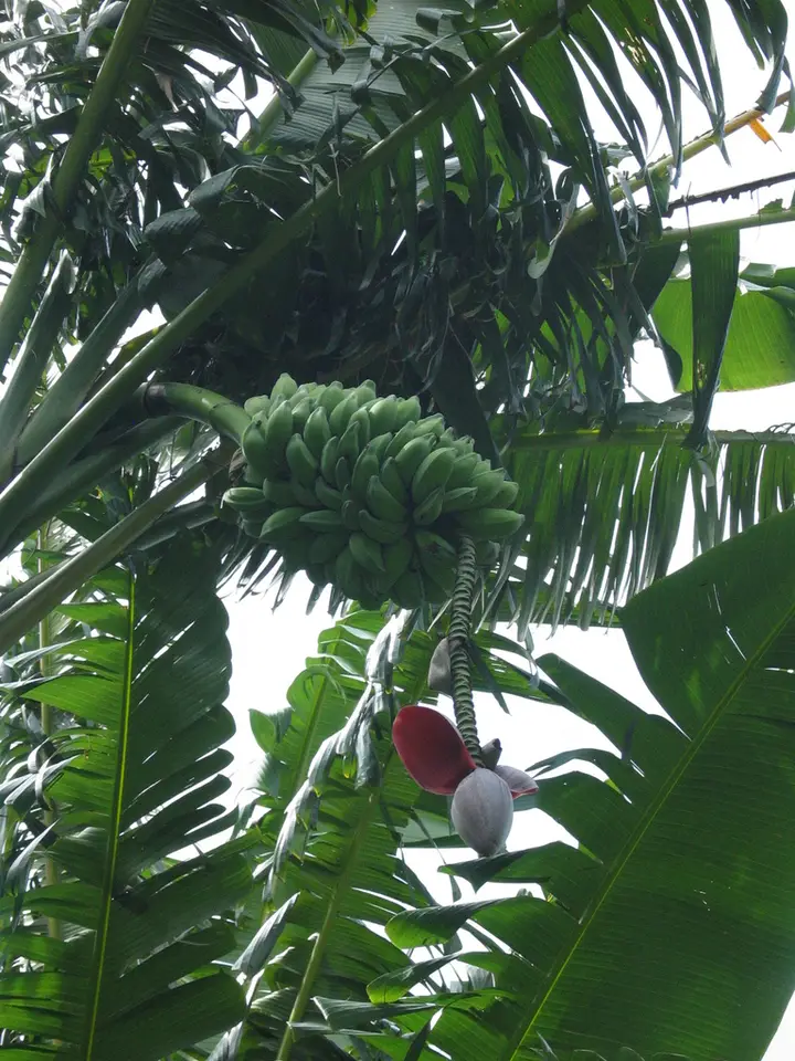 Sweet Wild Banana (Musa balbisiana)
