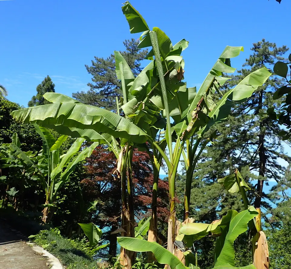 Japanese Banana (Musa basjoo)