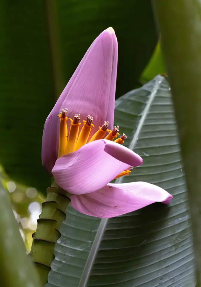 Flowering Banana (Musa ornata)