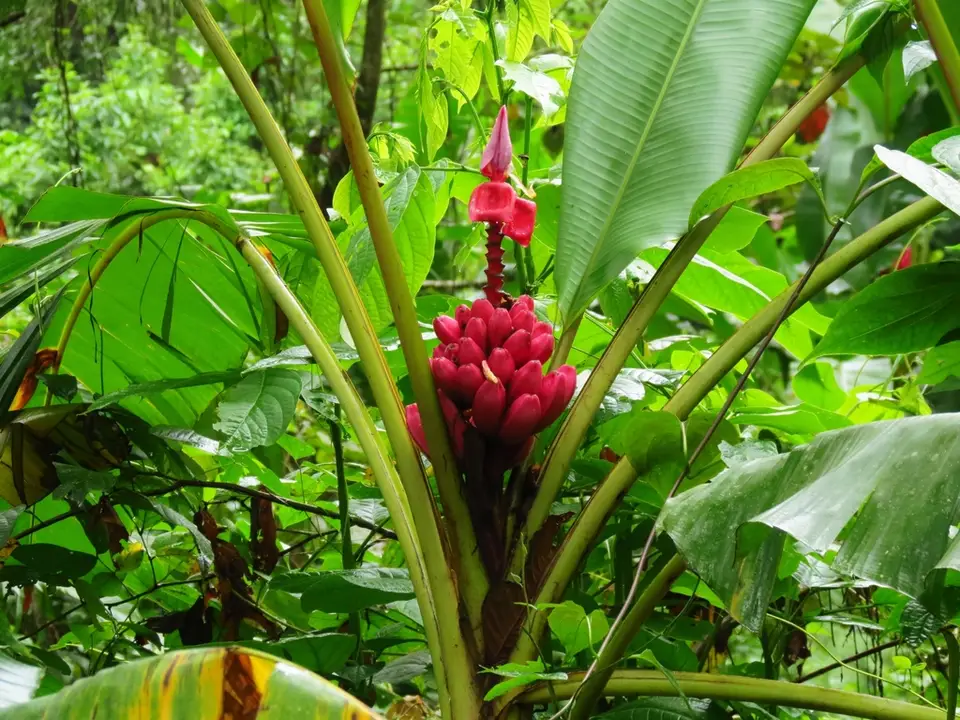 Pink Banana (Musa velutina)