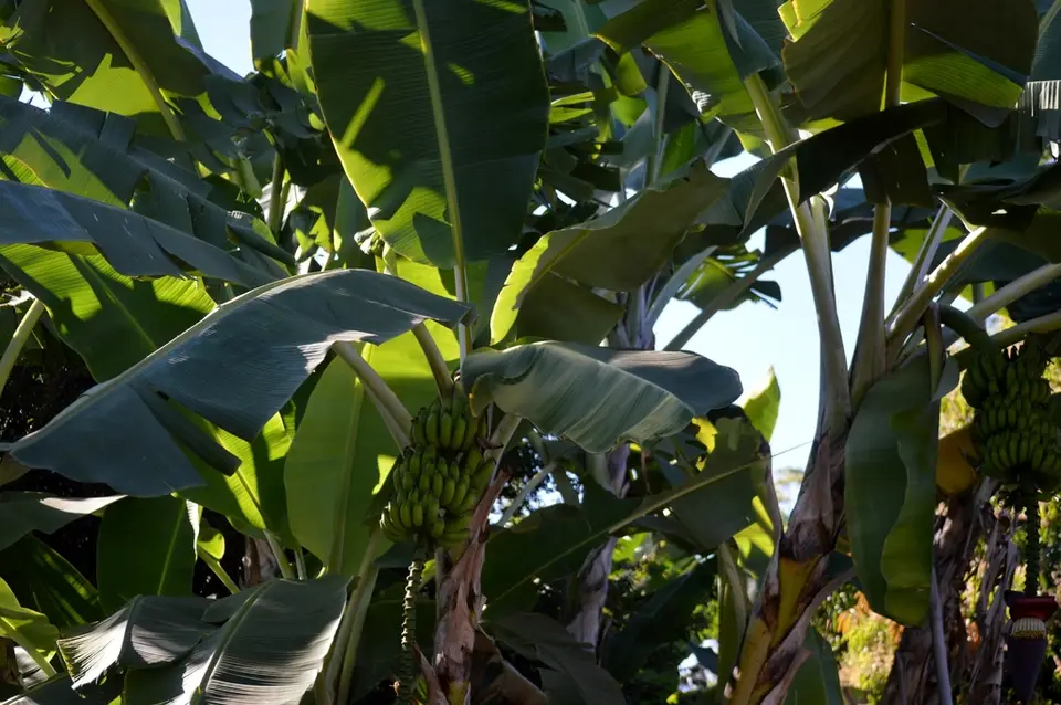 Plantain (Musa × paradisiaca)