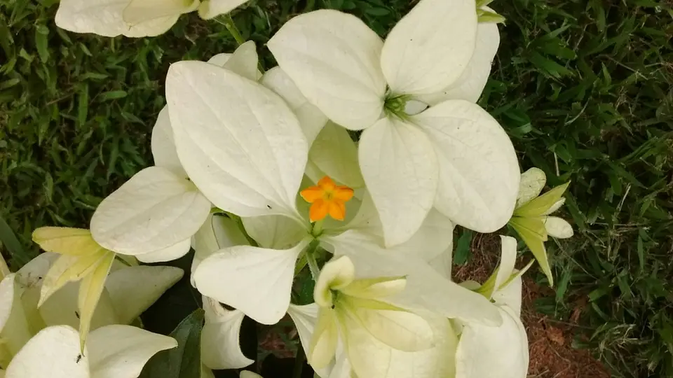 Queen of Philippines (Mussaenda philippica)