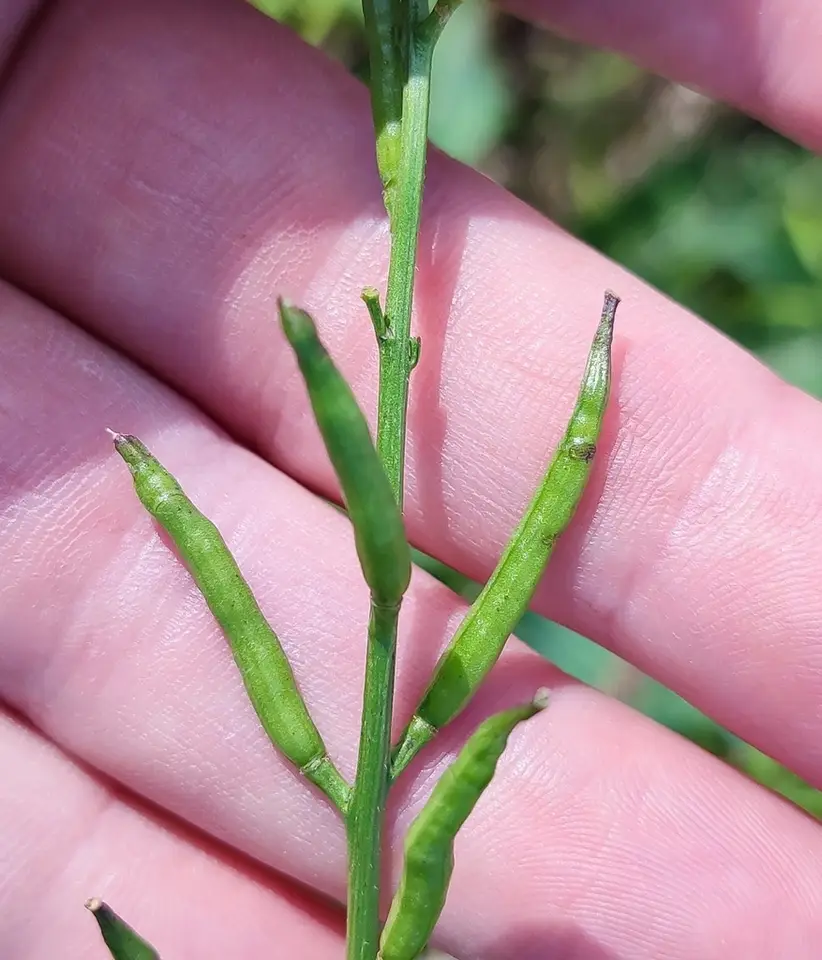 Charlock (Mutarda arvensis)