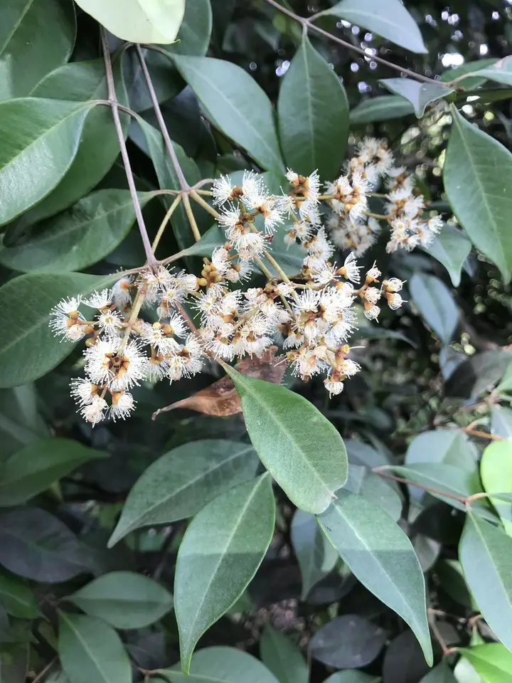 Myrcia chytraculia (Myrcia chytraculia)