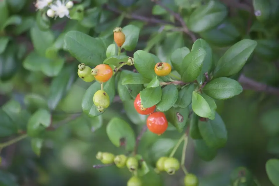 Simpson's Stopper (Myrcianthes fragrans)