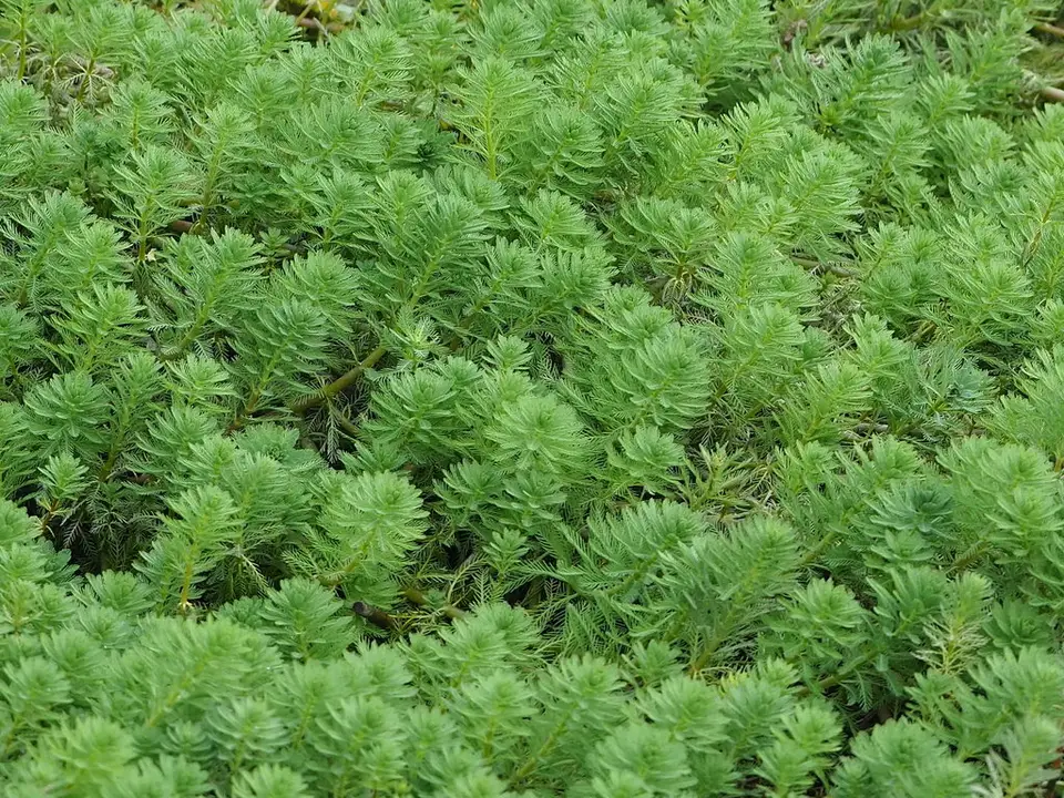 Parrot's Feather (Myriophyllum aquaticum)
