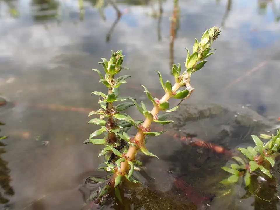 Broadleaf Water-Milfoil (Myriophyllum heterophyllum)