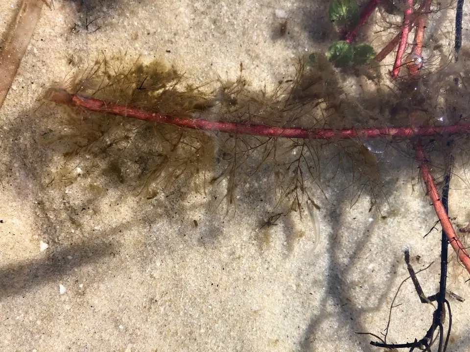 Loose Watermilfoil (Myriophyllum laxum)