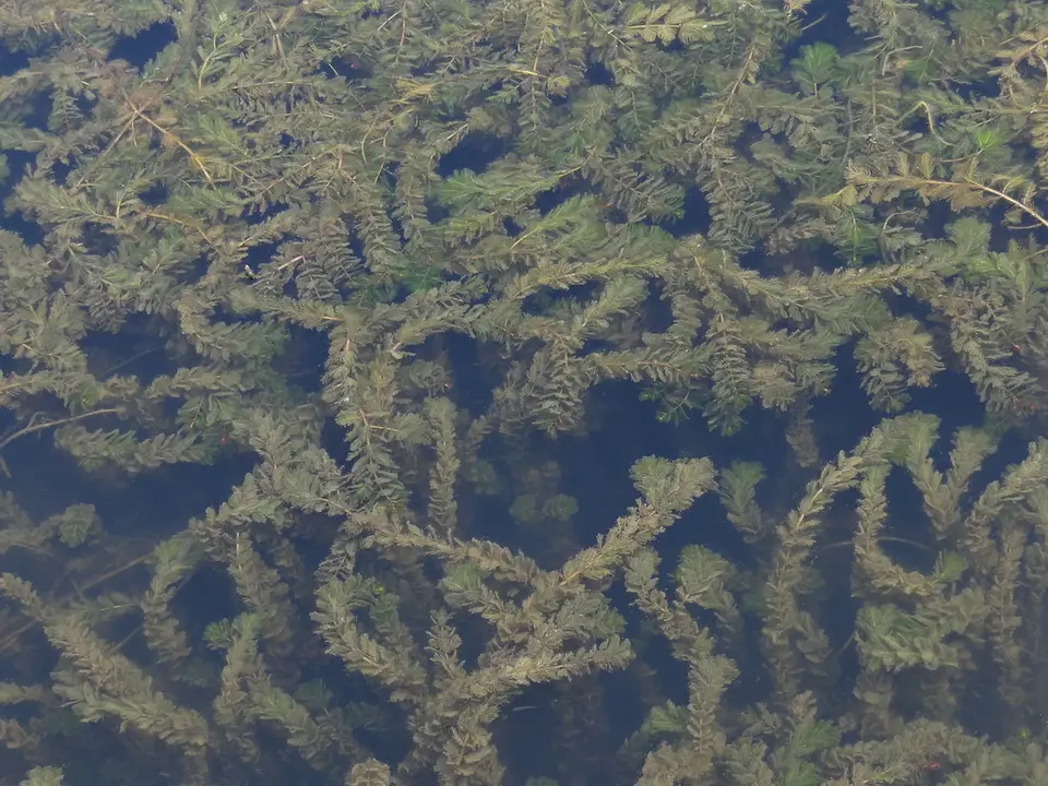 Eurasian Water-Milfoil (Myriophyllum spicatum)
