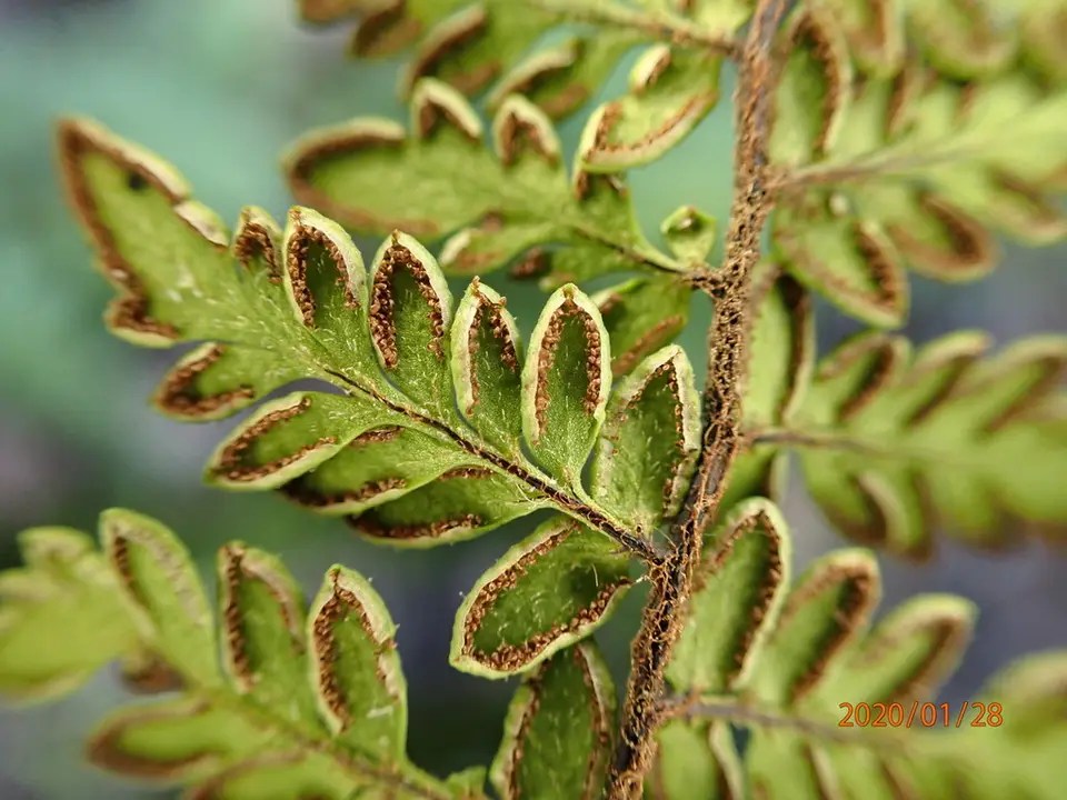 Southern Lipfern (Myriopteris microphylla)