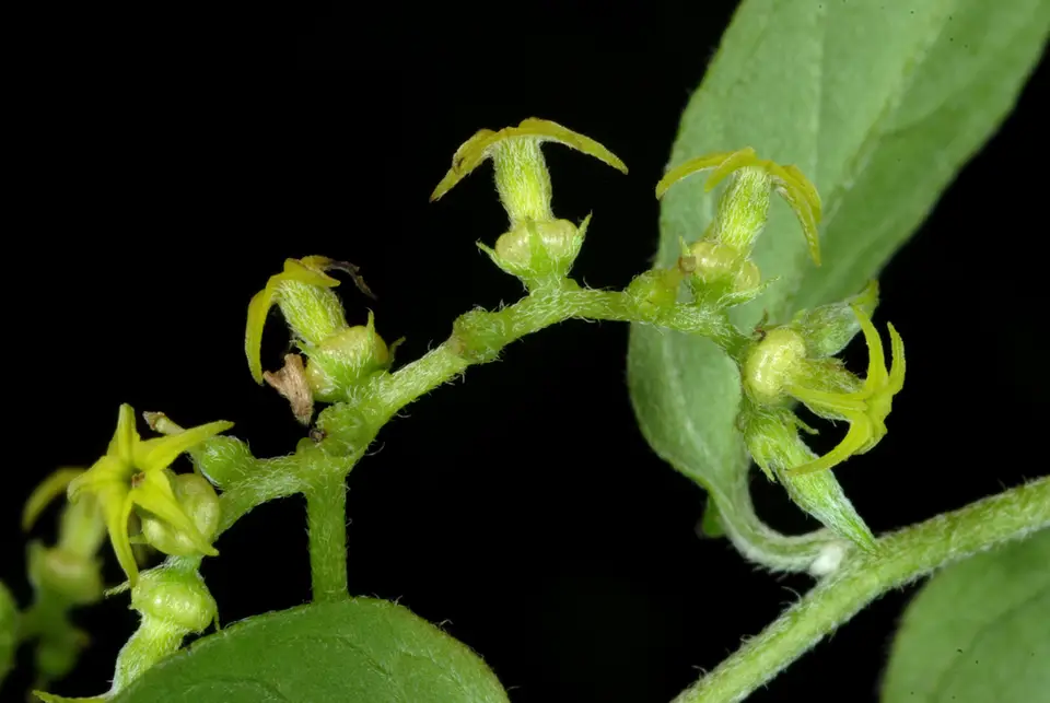 Twining Soldierbush (Myriopus volubilis)