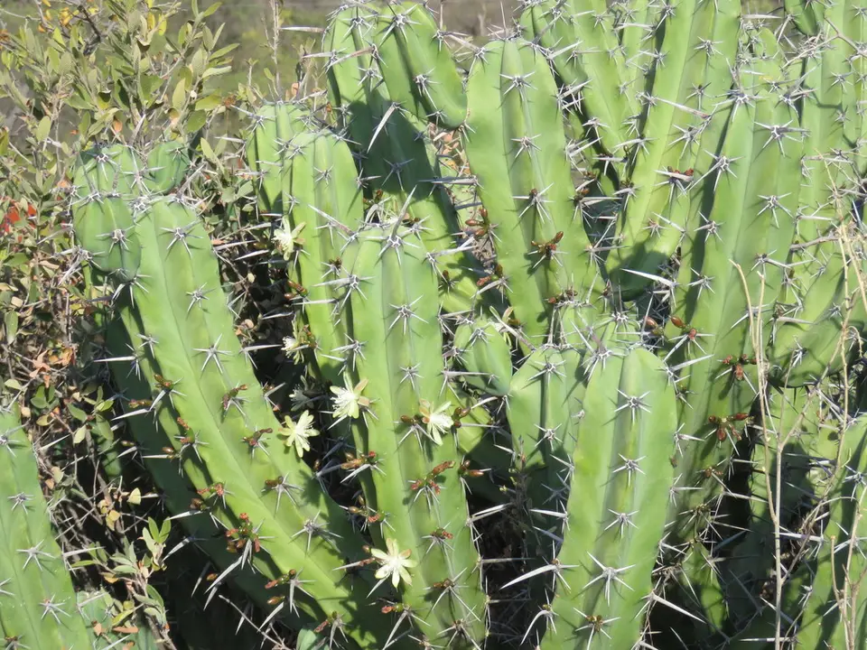 Blue Myrtle-Cactus (Myrtillocactus geometrizans)