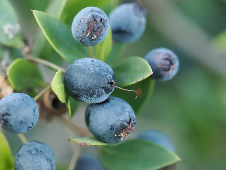 Myrtle (Myrtus communis)