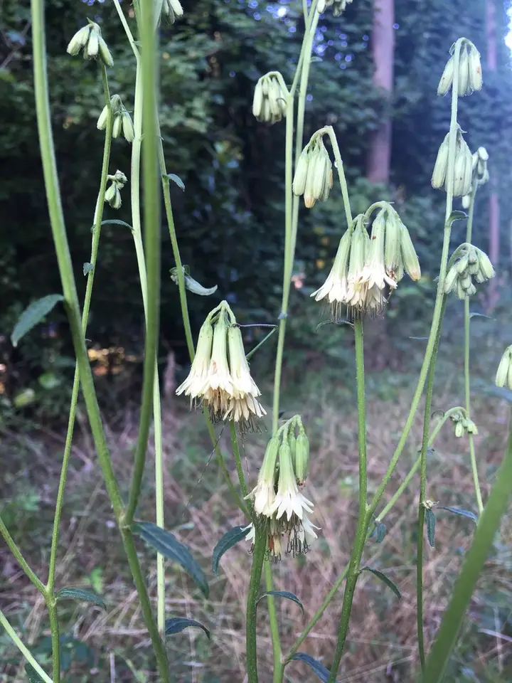 Lion's Foot Rattlesnake Root (Nabalus serpentaria)