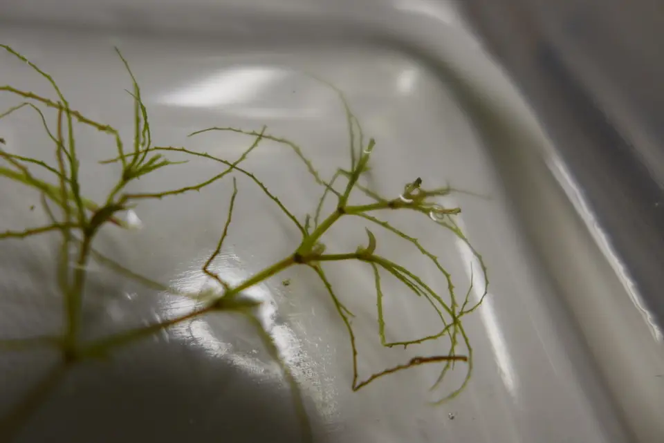 Najas filifolia (Najas filifolia)