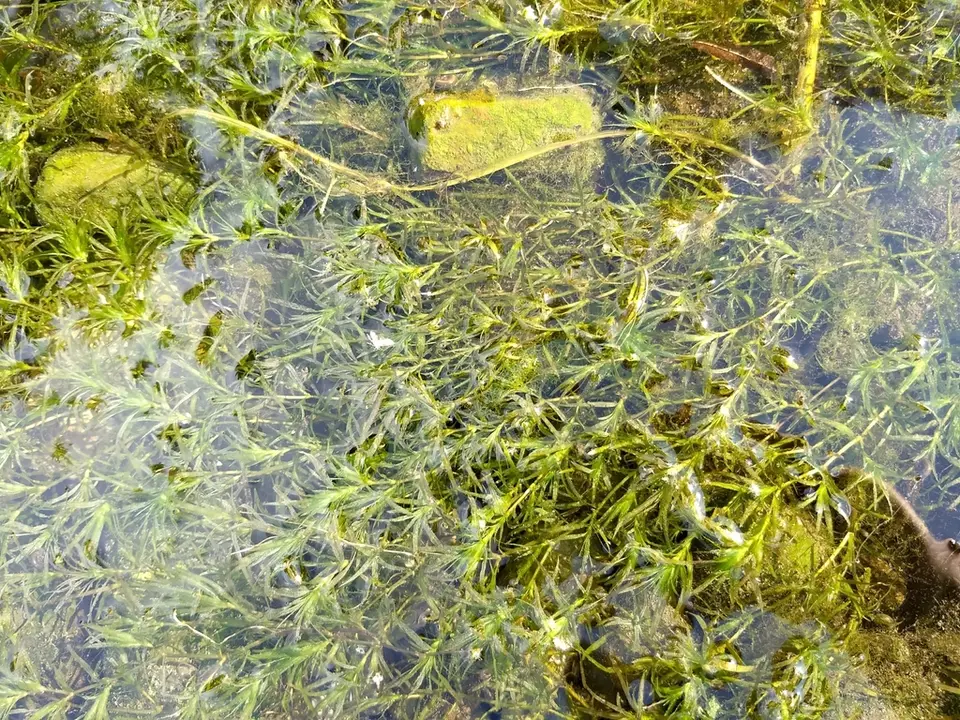 Southern Waternymph (Najas guadalupensis)