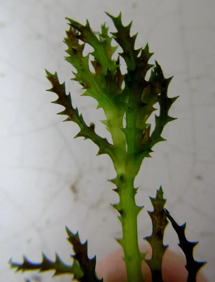 Holly-Leaved Water Nymph (Najas marina)