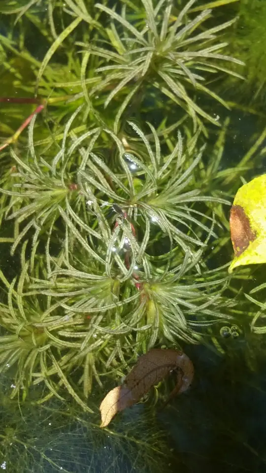 Najas wrightiana (Najas wrightiana)