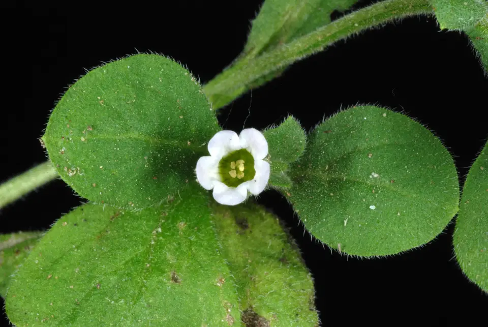 Jamaicanweed (Nama jamaicensis)