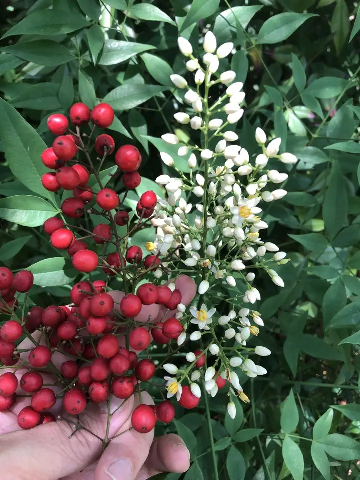 Heavenly Bamboo (Nandina domestica)