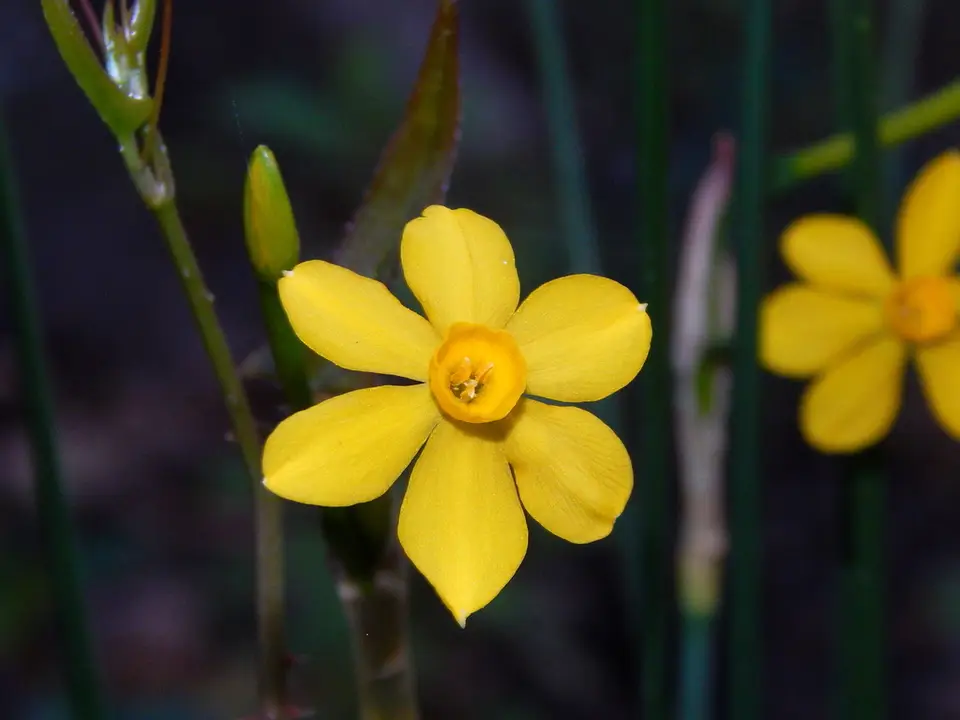 Jonquil (Narcissus jonquilla)
