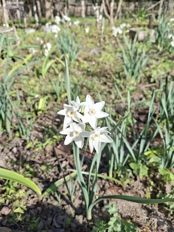 Paperwhite (Narcissus papyraceus)
