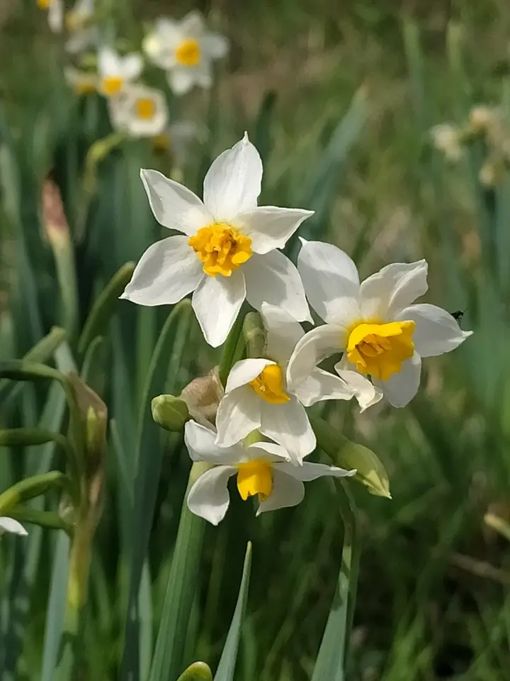 Bunch-Flowered Daffodil (Narcissus tazetta)