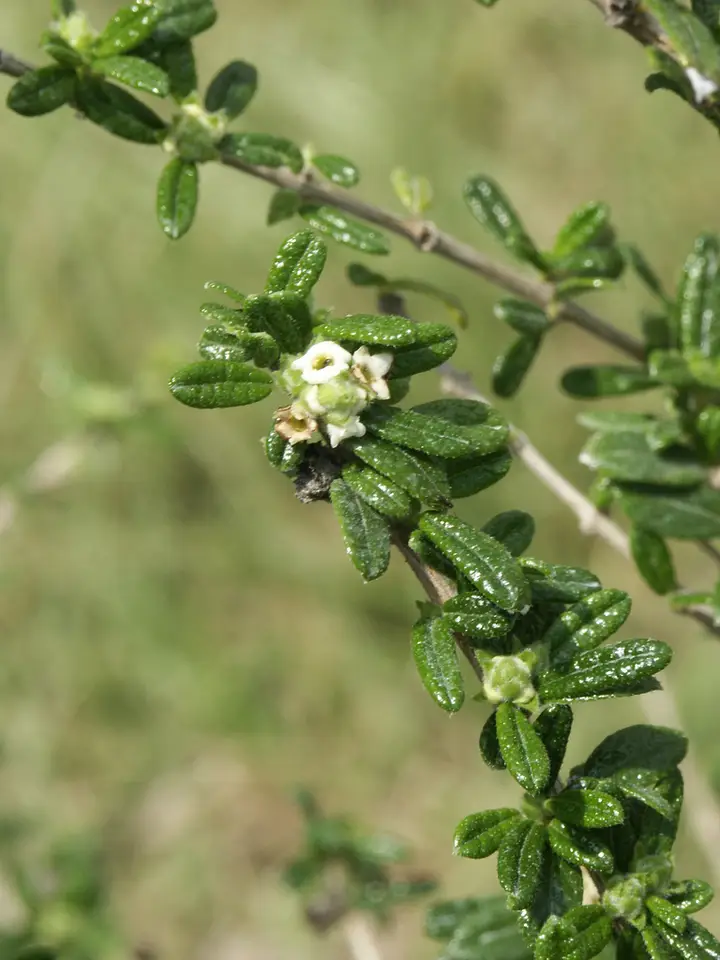 Moujean Tea (Nashia inaguensis)