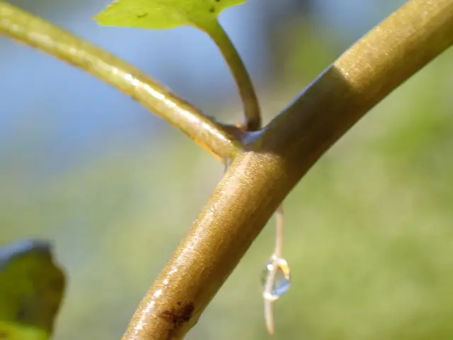 Florida Yellowcress (Nasturtium floridanum)