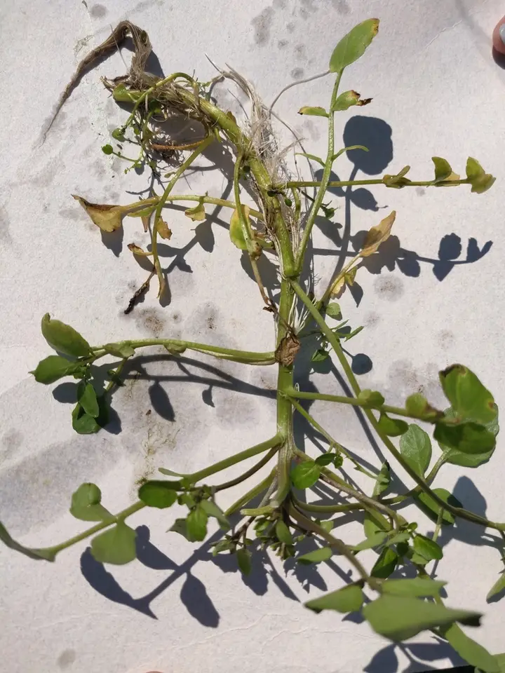 Watercress (Nasturtium officinale)