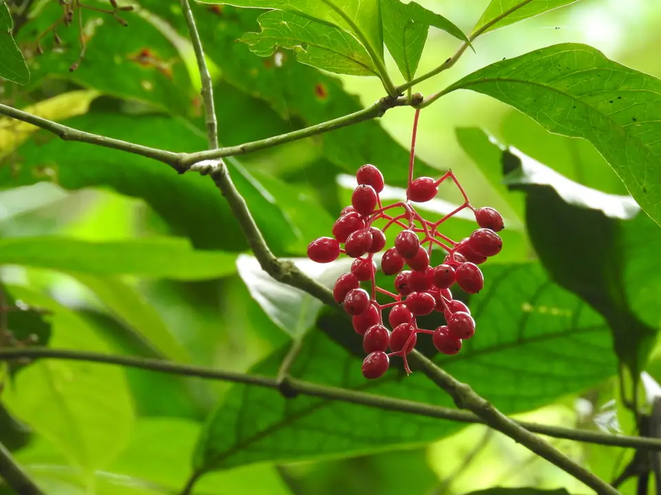 Neea psychotrioides (Neea psychotrioides)