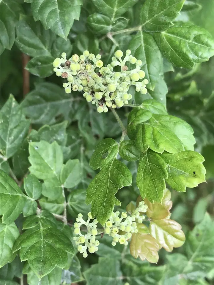 Peppervine (Nekemias arborea)