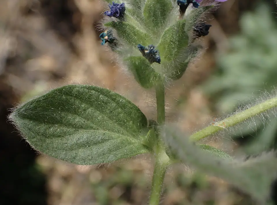 Blue Pussyleaf (Nelsonia canescens)