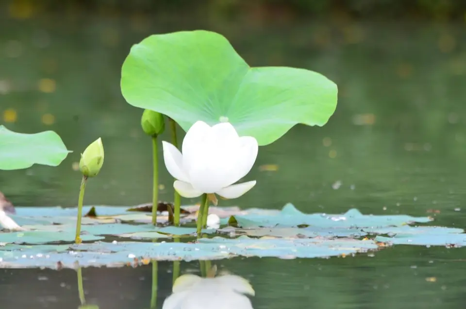 Sacred Lotus (Nelumbo nucifera)