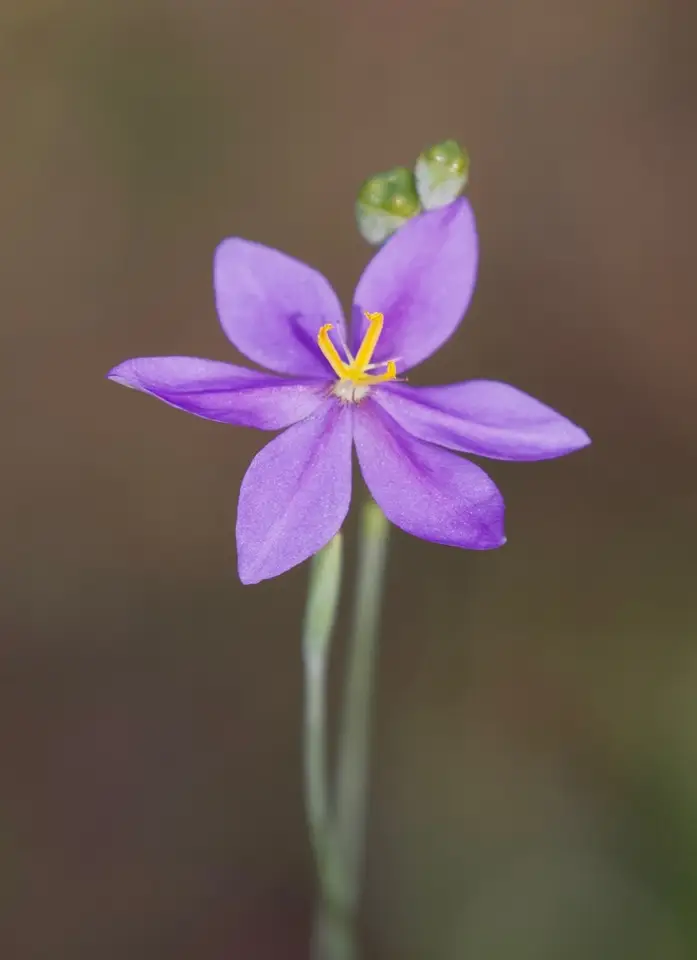 Celestial Lily (Nemastylis floridana)
