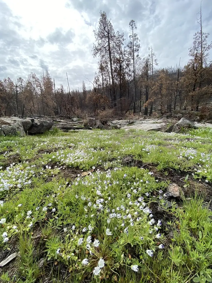 Fivespot (Nemophila maculata)