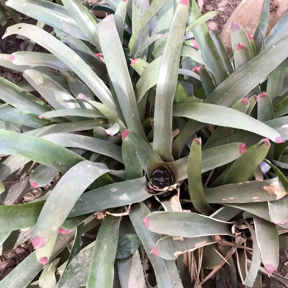 Fingernail Plant (Neoregelia spectabilis)