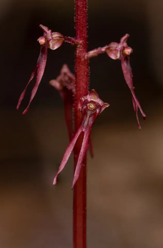 Southern Twayblade (Neottia bifolia)